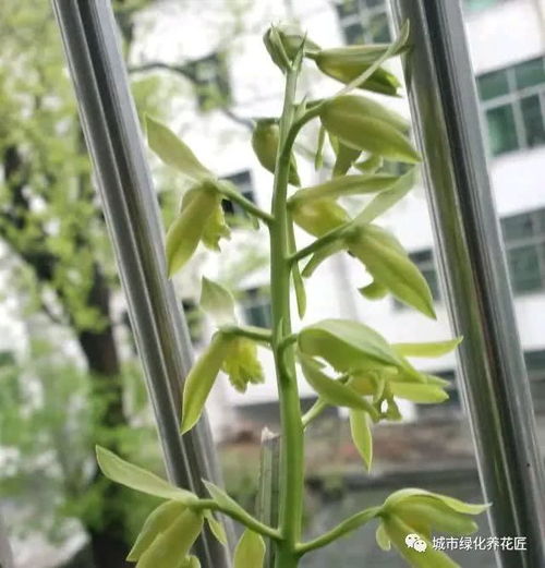 光照不足， 影响蕙兰开花