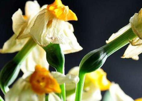 水仙花开花后的那些事儿