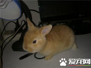 兔子生宝宝时需要准备什么以及我们应该如何正确照顾它们？