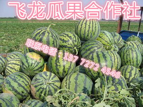河南地区种植西瓜的最佳播种时间是什么时候