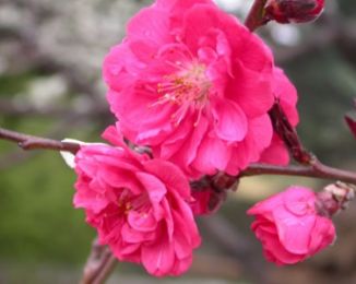 碧桃繁殖：嫁接的技巧