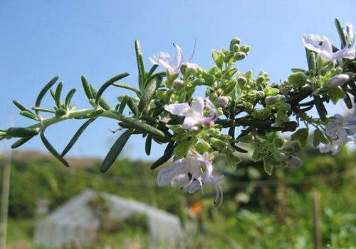 六、 薄荷草——香气四溢的绿色小草