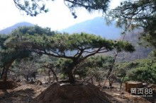 油松的防风固沙嫩力