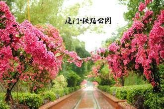揭秘三角梅：植物界的瑰宝，如何定义其独特地位？