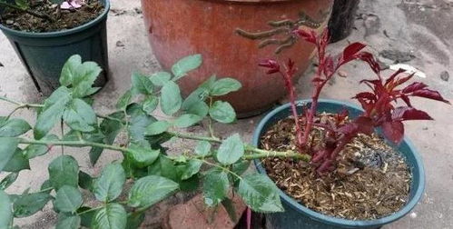 压枝促笋， 月季枝条生长的秘密