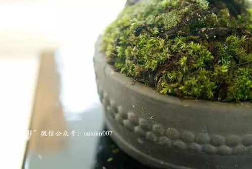 批种子透着蓝光，拿打火机一烧直冒黑烟