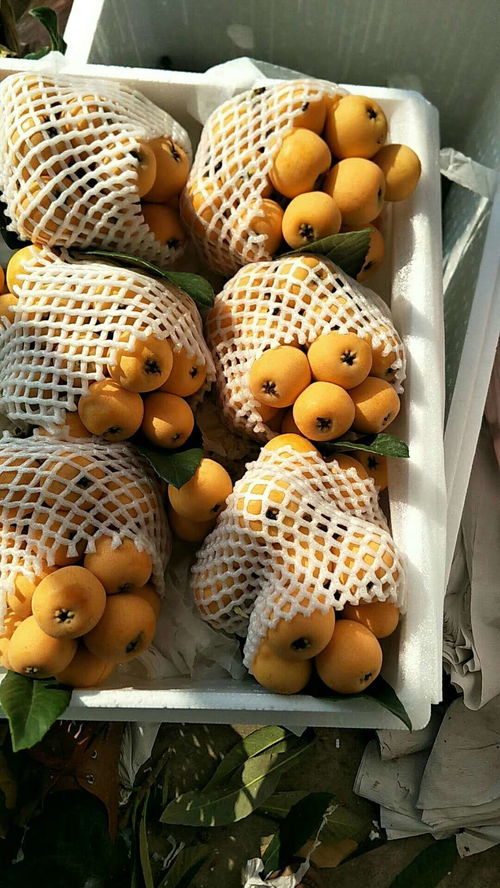 提升枇杷成活率：掌握最佳栽种时机