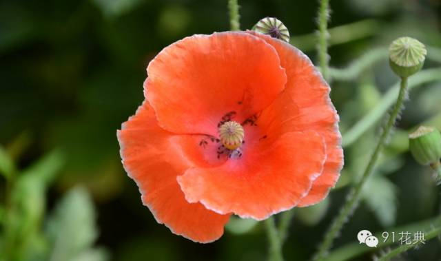 新趋势与种植成本