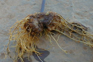 轮作技术：换个地方好