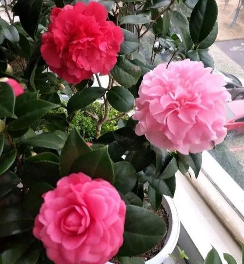 第三回：闻闻花香，是不是香喷喷的呢？