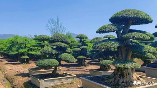 注意事项：树木种植与地基保护