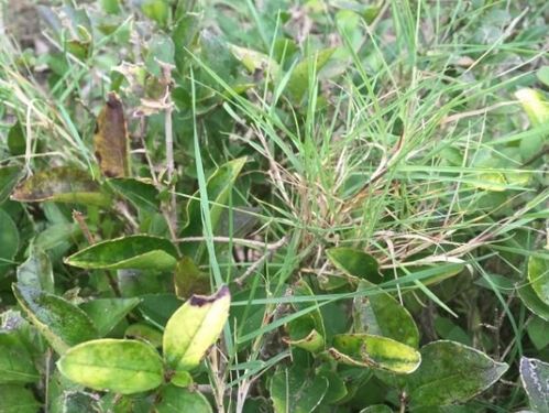 蓍草：本草纲目认证的活化石