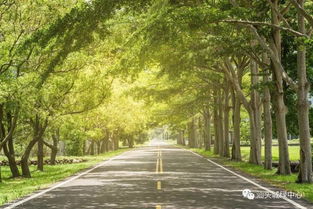 修剪与整形：美观与平安的结合