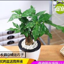“发财树苗速长秘诀，快速成爆款绿植！”