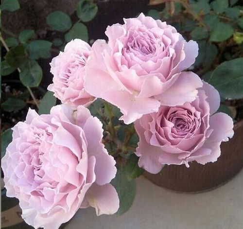 压条扶壮， 光照需求大