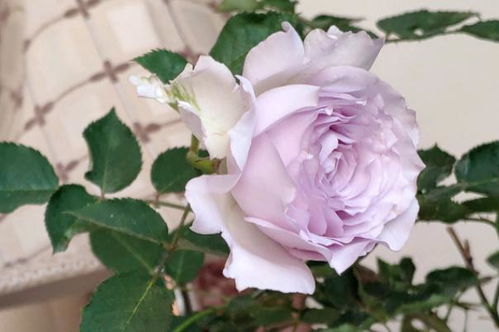 路西法的气候与土壤小秘密