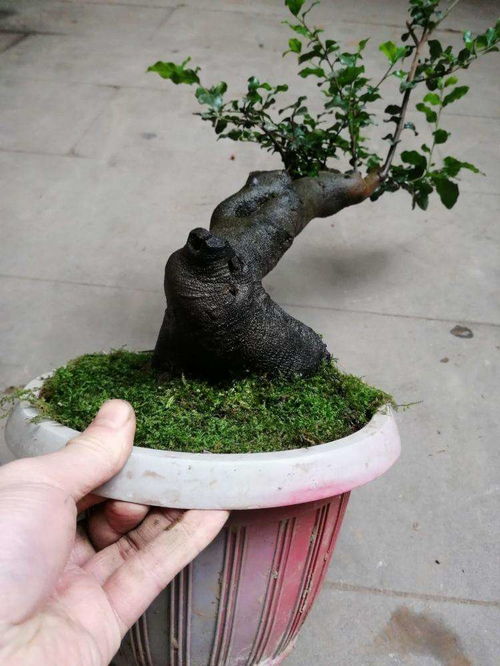 夏季换盆，存活率有讲究