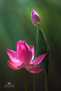 荷花的季节变化