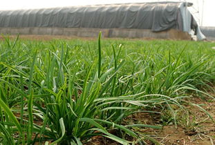 韭菜种植时如何选择效果好的专用除草剂品牌？