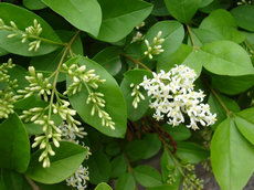 女贞的栽培技术要点揭秘