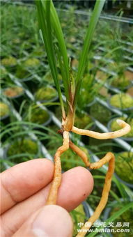 新招！垫层松针，生长期缩短半个月