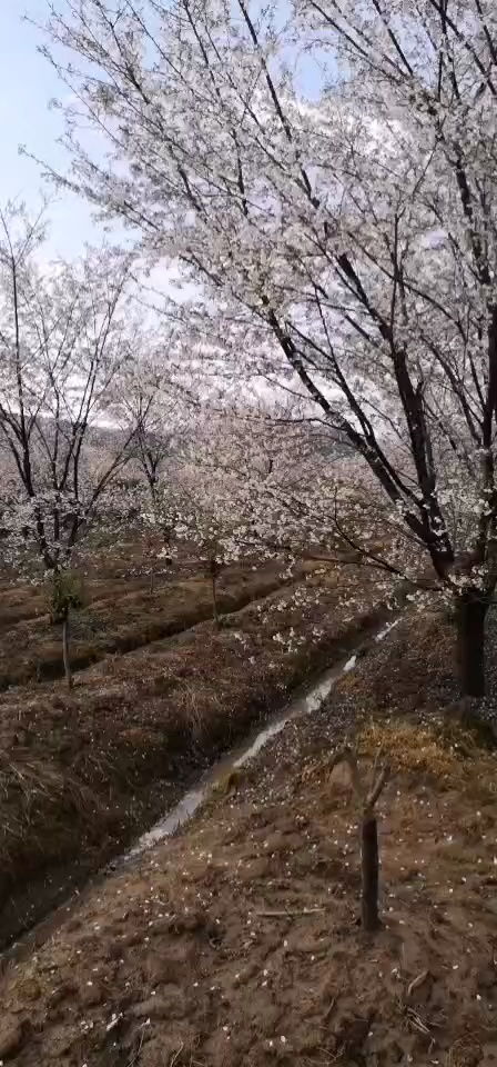 樱花树的价格， 你猜猜堪