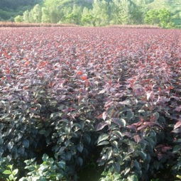 海棠家族就像汽车品牌