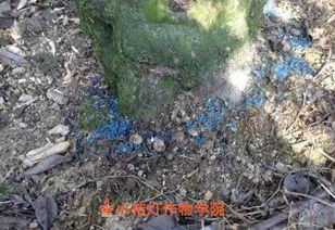 四聚乙醛：蜗牛的天敌