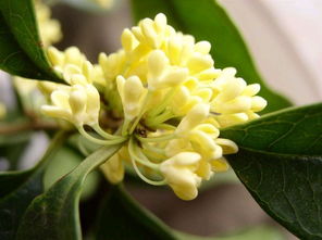 染后呢，就是那个银桂了这个名字听起来就让人感觉清凉清凉的。