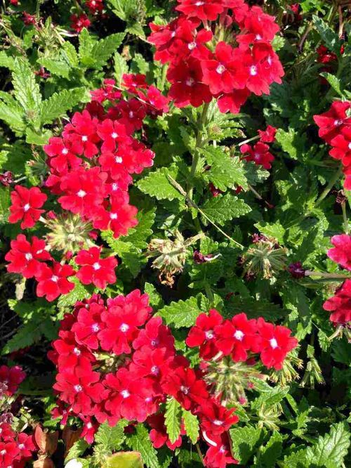 美女樱：夏日里的娇羞佳人