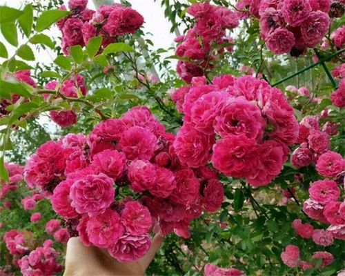 爬藤月季一年开几次花才算正常？如何科学养殖使其花开更盛