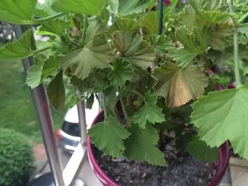 扶桑扦插生根快，养花新宠！