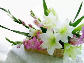 百合花盆栽如何浇水？浇水量过多会导致根部腐烂吗