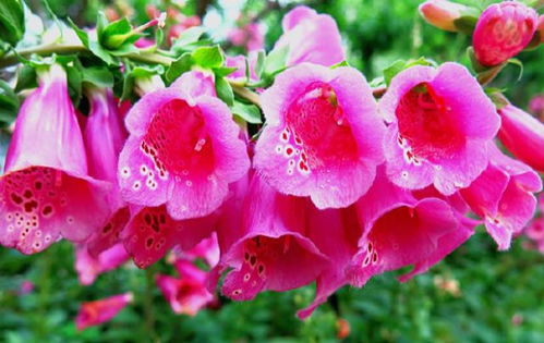 长寿花：值得尝试的品种