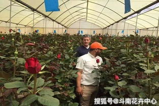 玫瑰花的采收与储存