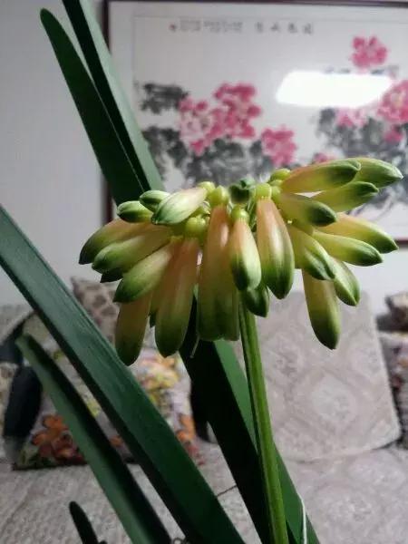 君子兰花夹箭了怎么办？如何正确拆解