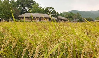除草剂：玉米苗的守护神