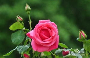 月季叶子发黄，烦恼重重？揭秘原因与应对之道