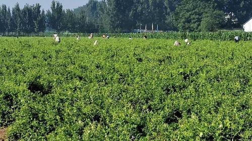 金银花开，清香四溢