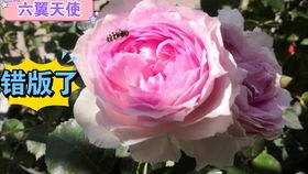 小仙女月季的缺点：