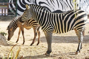 动物的繁殖大观园