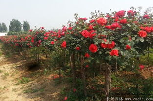 “月季在什么月份种植最好？什么时候种植月季最合适