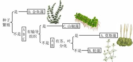 苔藓、蕨类、藻类植物都属于什么植物