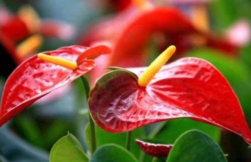 红掌， 那火红的花朵