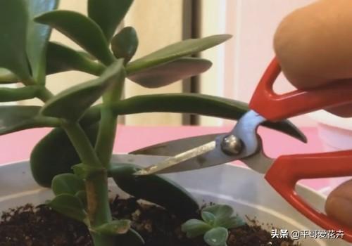 燕子掌叶片发软怎么办？