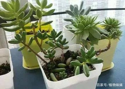 2. 确定是徒长还是正常生长