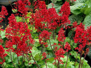 黑龙江严寒下的园艺奇观