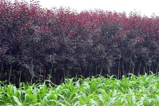 河南省种子协会，助力行业发展