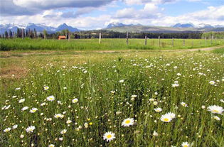 倒挂金钟：花朵倒挂， 姿态优雅