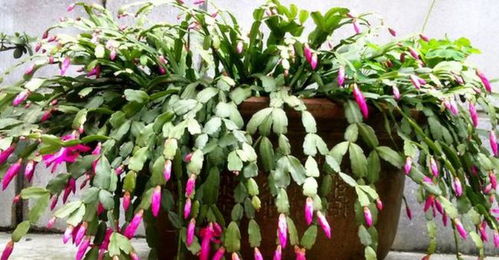 天鹅戒植物冬天怎么养？如何安全过冬